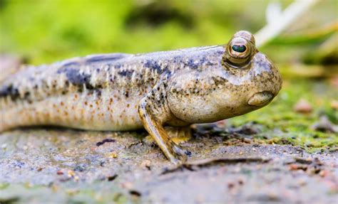 blink fish|Humans may exist because a fish learned how to blink .